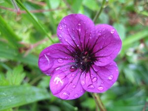Geranium 'Ann Folkard' P9 - afbeelding 5