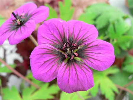 Geranium 'Ann Folkard' P9 - afbeelding 4