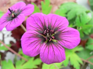 Geranium 'Ann Folkard' P9 - afbeelding 4