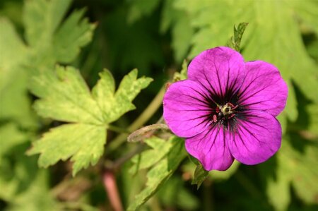 Geranium 'Ann Folkard' P9 - afbeelding 3
