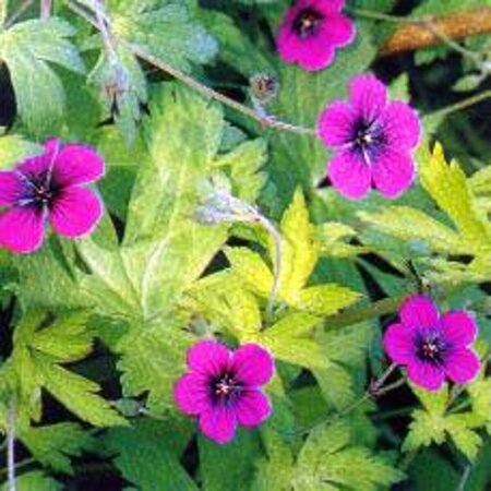 Geranium 'Ann Folkard' P9 - afbeelding 2