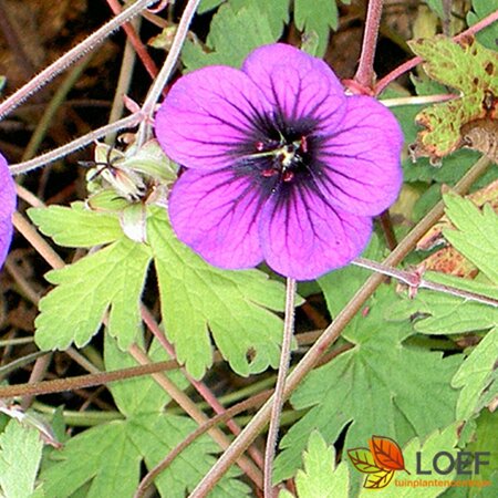 Geranium 'Ann Folkard' P9 - afbeelding 9