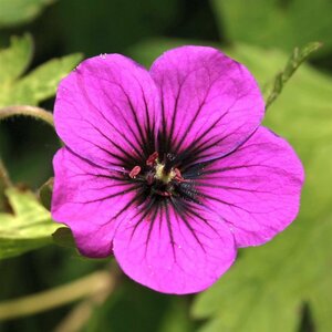 Geranium 'Ann Folkard' P9 - afbeelding 10