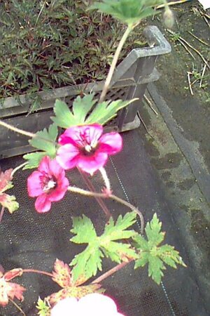 Geranium 'Ann Folkard' P9 - afbeelding 8