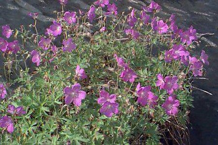 Geranium 'Johnson's Blue' P9 - afbeelding 1