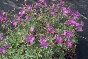 Geranium 'Johnson's Blue' P9