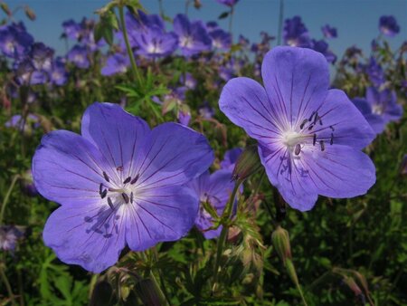 Geranium 'Johnson's Blue' P9 - afbeelding 9