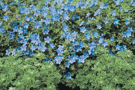 Geranium 'Johnson's Blue' P9 - afbeelding 7