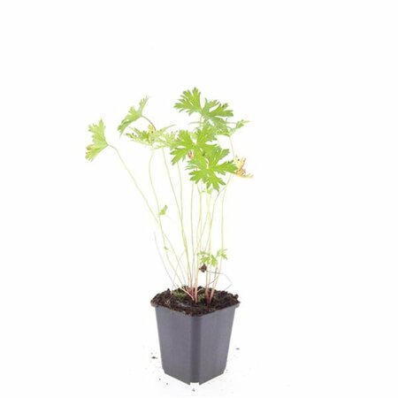 Geranium 'Johnson's Blue' P9 - afbeelding 3
