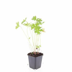 Geranium 'Johnson's Blue' P9 - afbeelding 3