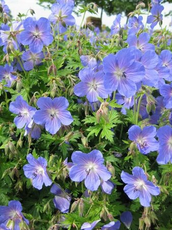 Geranium 'Johnson's Blue' P9 - afbeelding 5