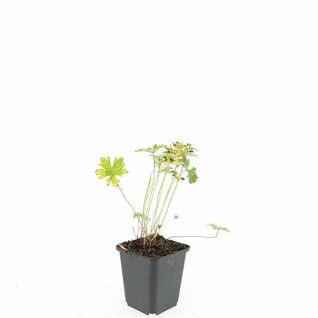 Geranium 'Johnson's Blue' P9 - afbeelding 2