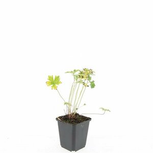 Geranium 'Johnson's Blue' P9 - afbeelding 2