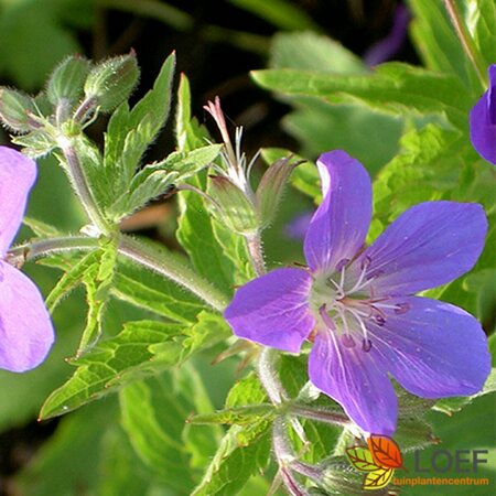 Geranium 'Johnson's Blue' P9 - afbeelding 10