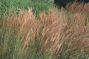 Calamagrostis acutiflora 'Overdam' P9