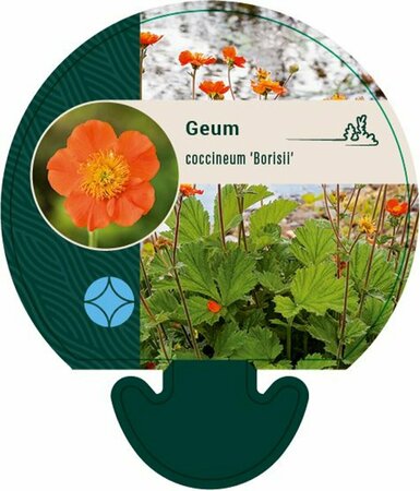 Geum coccineum 'Borisii' P9 - afbeelding 2