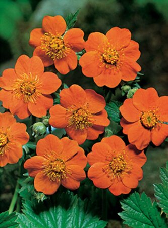 Geum coccineum 'Borisii' P9 - afbeelding 3