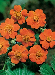 Geum coccineum 'Borisii' P9 - afbeelding 3