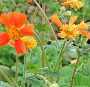 Geum coccineum 'Borisii' P9 - afbeelding 4