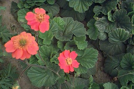 Geum coccineum 'Borisii' P9 - afbeelding 1