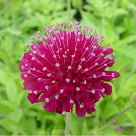 Knautia macedonica 'Mars Midget' P9 - afbeelding 1