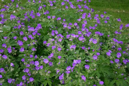 Geranium sylvaticum 'Mayflower' P9 - afbeelding 2