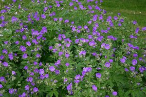 Geranium sylvaticum 'Mayflower' P9 - afbeelding 2