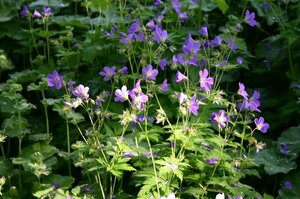 Geranium sylvaticum 'Mayflower' P9 - afbeelding 4