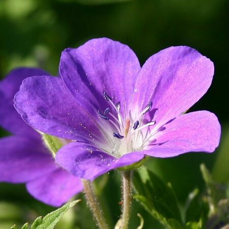 Geranium sylvaticum 'Mayflower' P9 - afbeelding 5