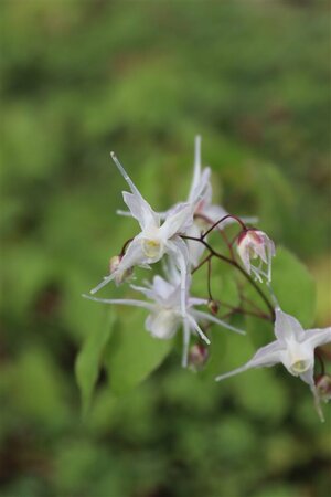 Epimedium grandiflorum P9 - afbeelding 2