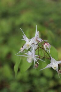 Epimedium grandiflorum P9 - afbeelding 2