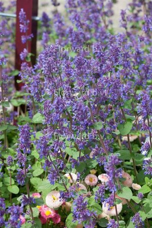 Nepeta racemosa 'Grog' P9 - afbeelding 3