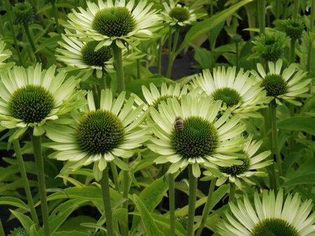 Echinacea purpurea 'Green Jewel' P9 - afbeelding 3