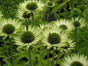 Echinacea purpurea 'Green Jewel' P9 - afbeelding 3