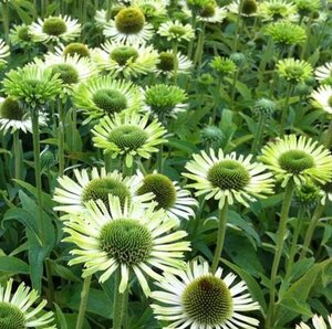 Echinacea purpurea 'Green Jewel' P9 - afbeelding 4