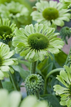 Echinacea purpurea 'Green Jewel' P9 - afbeelding 2