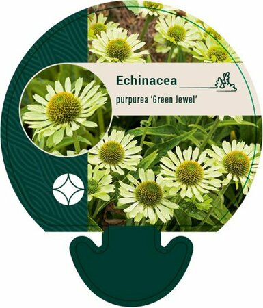 Echinacea purpurea 'Green Jewel' P9 - afbeelding 7