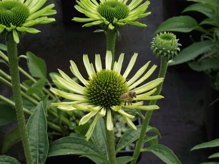 Echinacea purpurea 'Green Jewel' P9 - afbeelding 6