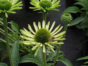 Echinacea purpurea 'Green Jewel' P9 - afbeelding 6