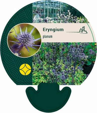 Eryngium planum P9 - afbeelding 1