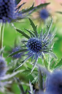 Eryngium planum P9 - afbeelding 2