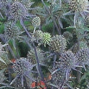 Eryngium planum P9 - afbeelding 3