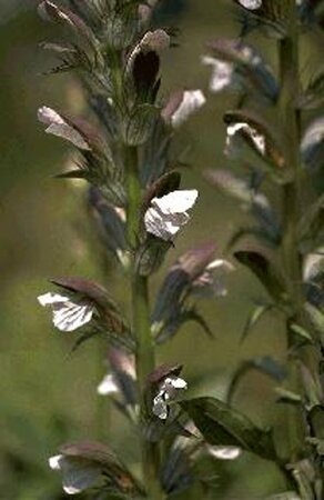 Acanthus mollis P9 - afbeelding 4
