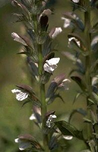 Acanthus mollis P9 - afbeelding 4