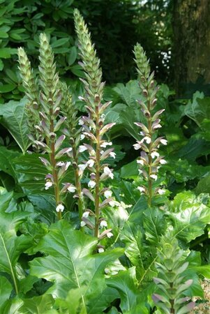 Acanthus mollis P9 - afbeelding 3