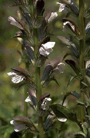 Acanthus mollis P9 - afbeelding 1