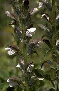 Acanthus mollis P9