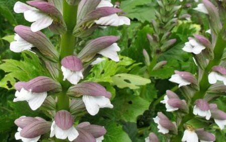 Acanthus mollis P9 - afbeelding 7
