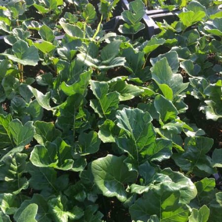 Acanthus mollis P9 - afbeelding 6