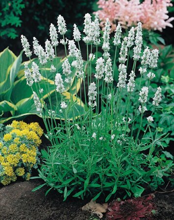 Lavandula intermedia 'Edelweiss' P9 - afbeelding 4